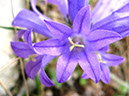 129-Blumen Anne 020 blaue bue