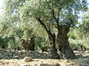 7c-Bäume uschan Olivenbäume