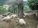 189a-Schafe Monica L - Schafe unterm Olivenbaum