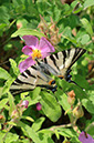 128-Blumen Jutta - Schmetterling 2