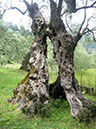 7-Bäume Hedi - knorriger  Olivenbaum