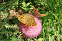 100-Blumen Jutta - Schmetterlinge