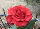 102-Blumen Hedi - rote Rose
