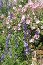 145-Blumen Jutta - BLumen rosa + blau