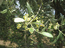 7a-Bäume Hedi - Olive
