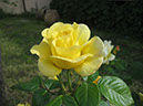 2-Blumen Hedi - gelbe Rose